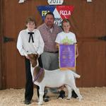 Grand Champion Goat - Caitlin Schroell; Buyer - Lindsey Construction