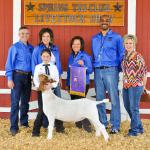 Grand Champion Goat - Kyla Viereck; Buyer - Spring Stampede