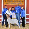 Reserve Champion Goat - Taylor Lucas; Buyer - Spring Stampede