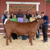 Grand Champion Steer - Bryce Cross; Buyer - Spring Stampede