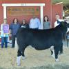 Grand Champion Steer - Caleb Harris SFFA; Buyer - Spring Stampede