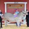 Reserve Champion Steer - Casey Kelly SFFA; Buyer - Phoenix Insulation