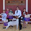 Grand Champion Goat - Amanda Orsak SFFA; Buyer - Harris County Farms