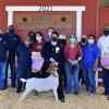 Reserve Champion Goat - Emily Kroneman CWFFA; Buyer - Spring Stampede