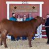 Reserve Champion Steer - Savannah Jolley SFFA; Buyer - Black Sheep