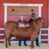 2022 Reserve Steer - Zy'Vieon'Tae Ward, WFFA; Buyer - Andy and Mary Cochrum