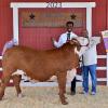 2023 Reserve Steer - Marlon Simon, Spring FFA; Buyer - Spitfire Records