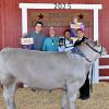 2025 Grand Steer - Alexia Tijerina, SFFA; Buyer - Stewart Builders