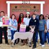 2025 Reserve Lamb - Alexia Tijerina, SFFA; Buyer - Spring Stampede